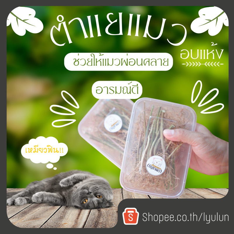 ตำแยแมวอบแห้ง สมุนไพรช่วยผ่อนคลาย สำหรับแมว ขนาด50g.