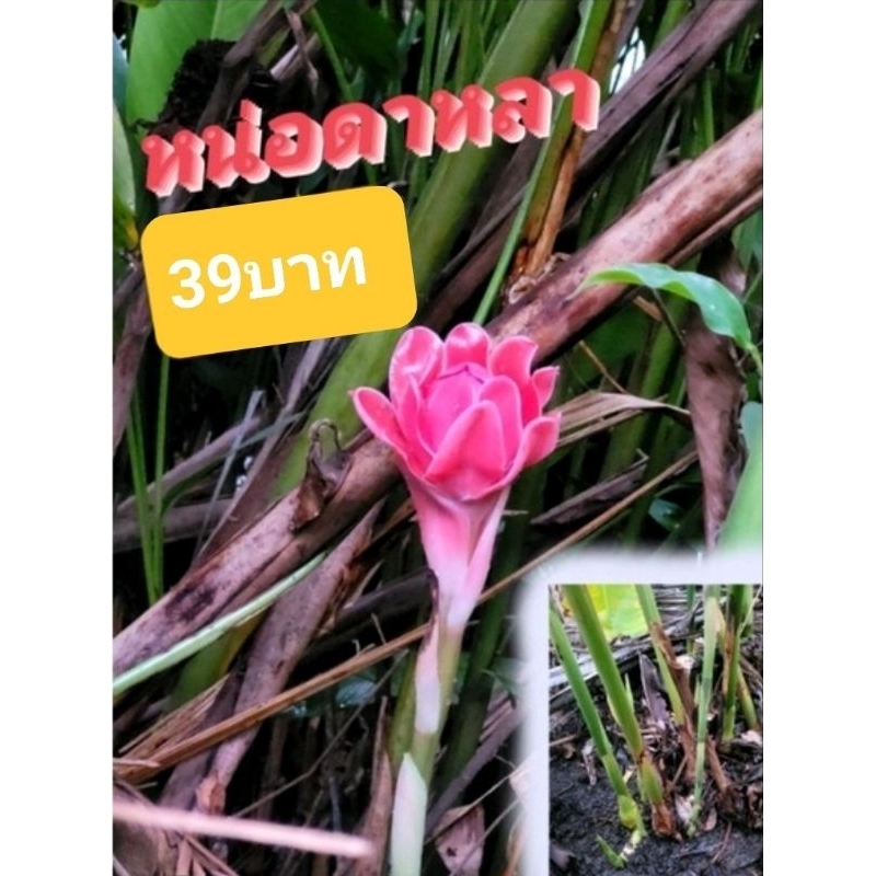 《พร้อมส่ง》ดอกดาหลา หน่อดาหลา สำหรับปลูก มีสีชมพู ขาว