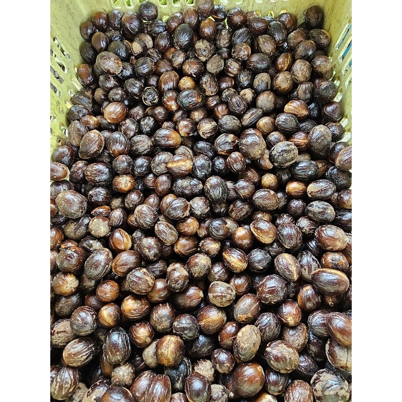 ลูกจันทร์ เมล็ด ลูกจันทร์เทศ Nutmeg ตากแห้ง