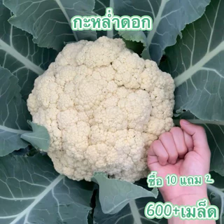 ดอกใหญ่จริง 600เมล็ด เมล็ด​พันธุ์​ กะหล่ำดอก​ Cauliflower​ เมล็ดพันธุ์คุณภาพ