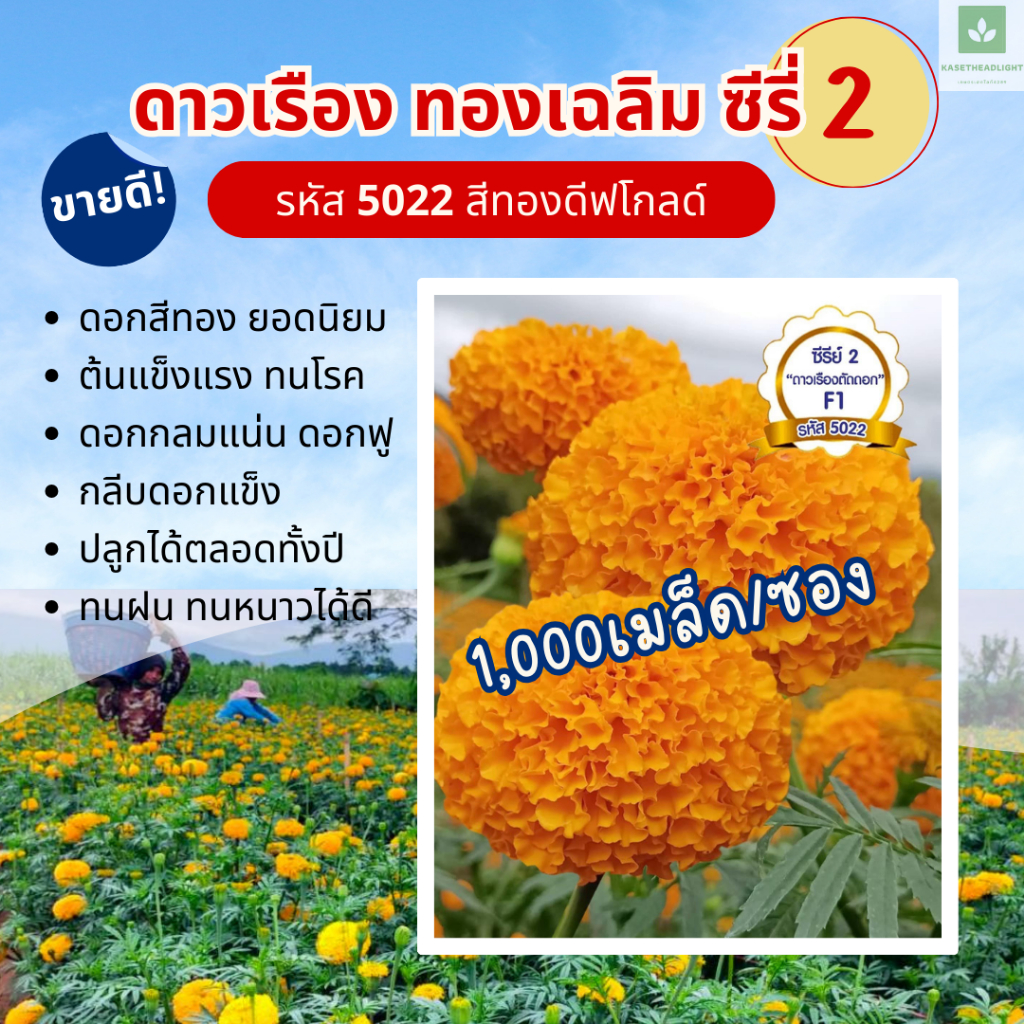 1,000เมล็ด ซีรี่ 2 สีทองเข้ม ทองเฉลิม ดีฟโกลด์ 5022 ดาวเรืองตัดดอก 5022 F1