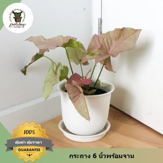กระถางต้นไม้ทรงกลมญี่ปุ่น 15 12 10 8 6 นิ้ว พร้อมจานรองสีขาว รุ่นญาญ่า
