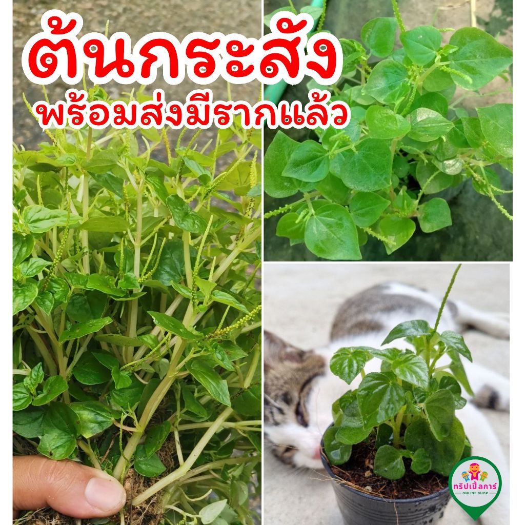 ต้นผักกระสัง พร้อมส่งมีรากแล้ว