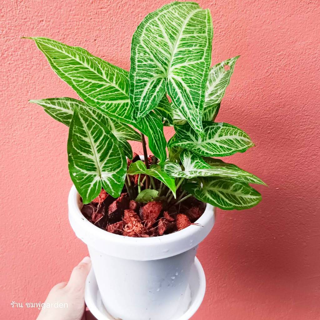 ออมลายกนก (ส่งพร้อมกระถาง)Syngonium Batik เลี้ยงน้ำได้ ไม้ฟอกอากาศ ต้นไม้ กระถาง6นิ้ว ราคา ถูกที่สุด ดีลบีเคเค แกลเลอรีภาพที่ 6