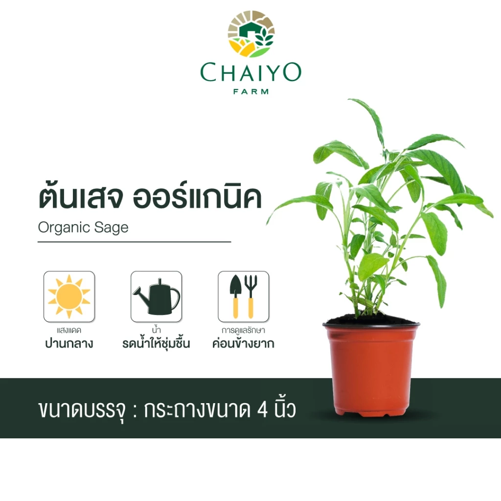 ต้นเสจ ออร์แกนิค Organic Sage กระถาง 4 นิ้ว และ 6 นิ้ว