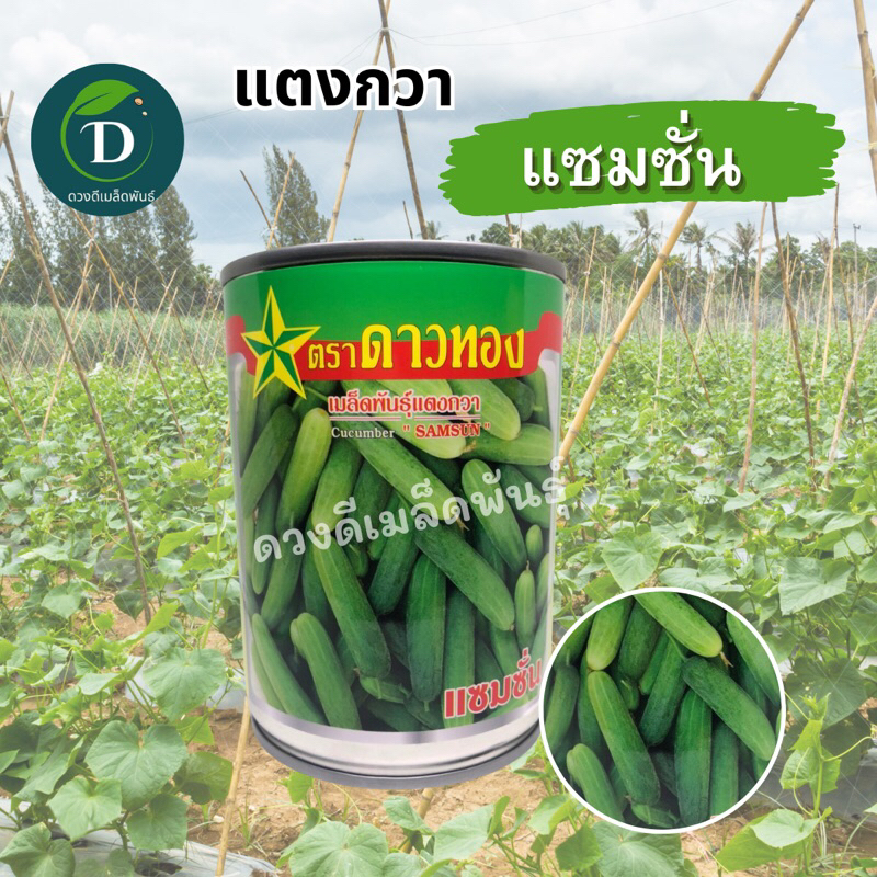เมล็ดแตงกวา พันธุ์แซมซั่น 25กรัม ทรงกระบอก กรอบ หวาน