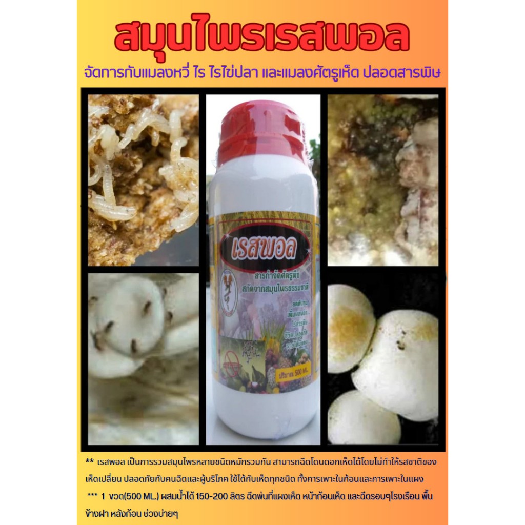 เรสพอล สมุนไพรรวม จัดการกับแมลงหวี่ ไร ไรไข่ปลา หนอน ปลอดสารพิษและยังช่วยป้องกันแมลงอีกด้วย ใช้ได้กับเห็ดทุกชนิด 500 cc.