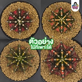 เมล็ดแคคตัสยิมโนด่าง 50 เมล็ดเพียง 9 บาทเท่านั้น❗🔥 พ่อแม่คัดด่างดี ฟอร์มเด่น ราคาดีงาม