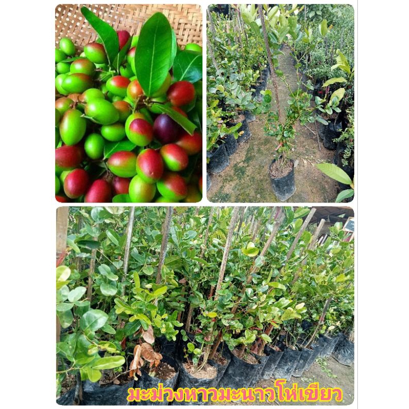 ต้นมะม่วงหาวมะนาวโห่พันธุ์สีเขียว สูง 40-60 ซม. รสชาติเปรี้ยวน้อยกว่าพันธุ์สีแดง
