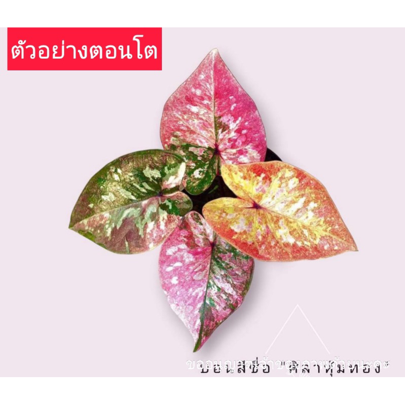 ศิลาหุ้มทองหน้าแดงด่าง ศิลาหุ้มทองด่างหน้าทอง ศิลาแผลงด่าง ไม้แรร์ไอเทม