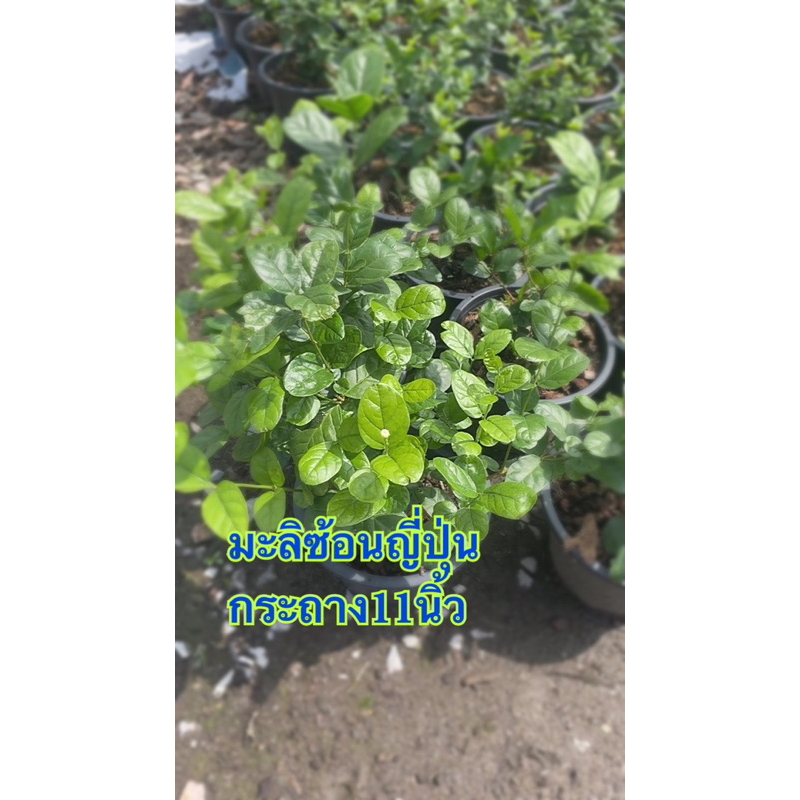 มะลิซ้อนญี่ปุ่น กระถาง11นิ้ว