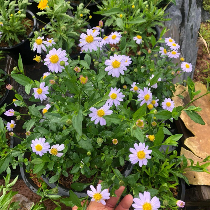 เดซี่ ญี่ปุ่น (Japan daisy )ดอกสีม่วงอ่อนๆ เดซี่มากาเร็ต กระถาง8นิ้ว ดอกไม้ทานได้