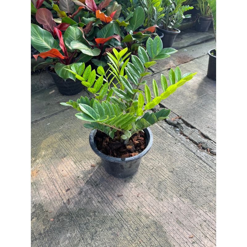 มุมมอง 5