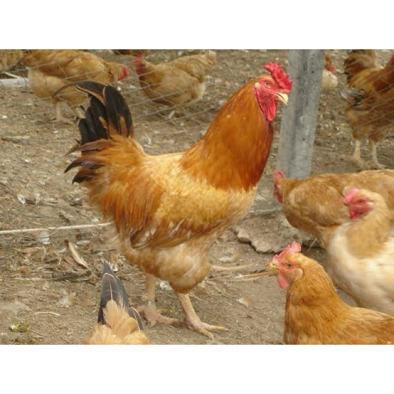ไข่เชื้อ พันธุ์แท้ ไก่ตะเภาแก้ว ตะเภาทอง 1 ชุด 3 ใบ