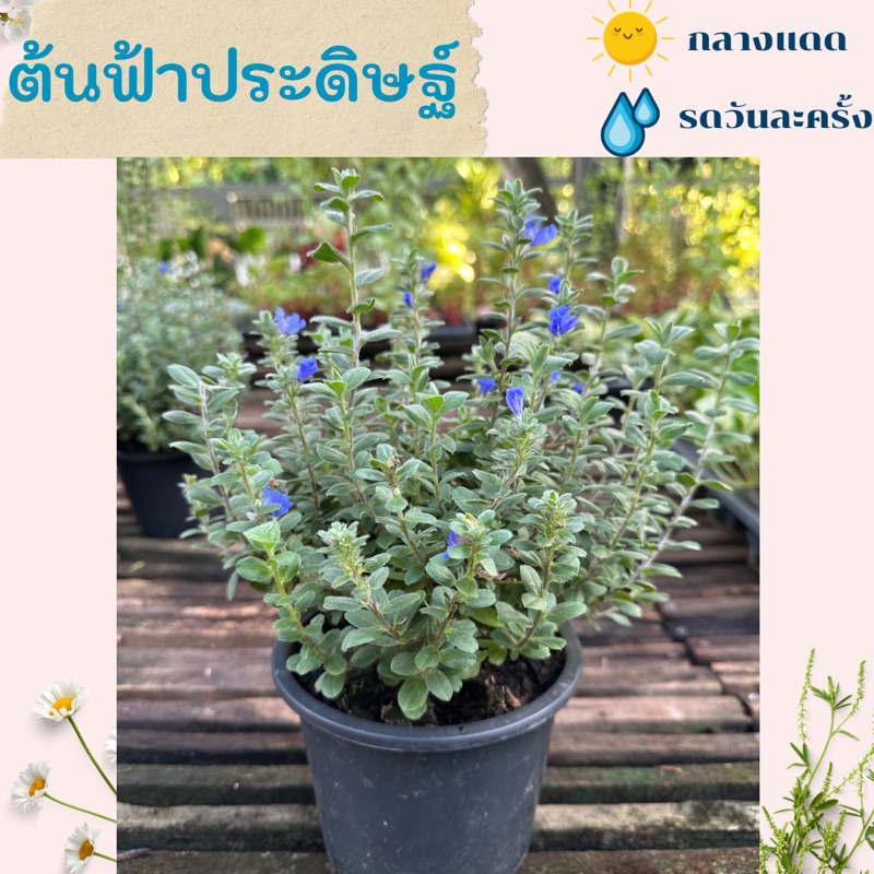 ต้นฟ้าประดิษฐ์ ไม้มงคลชอบแดด ดอกสีม่วง ส่งพร้อมกระถาง ไซส์กระถาง 5-6 นิ้ว – โปรปัง