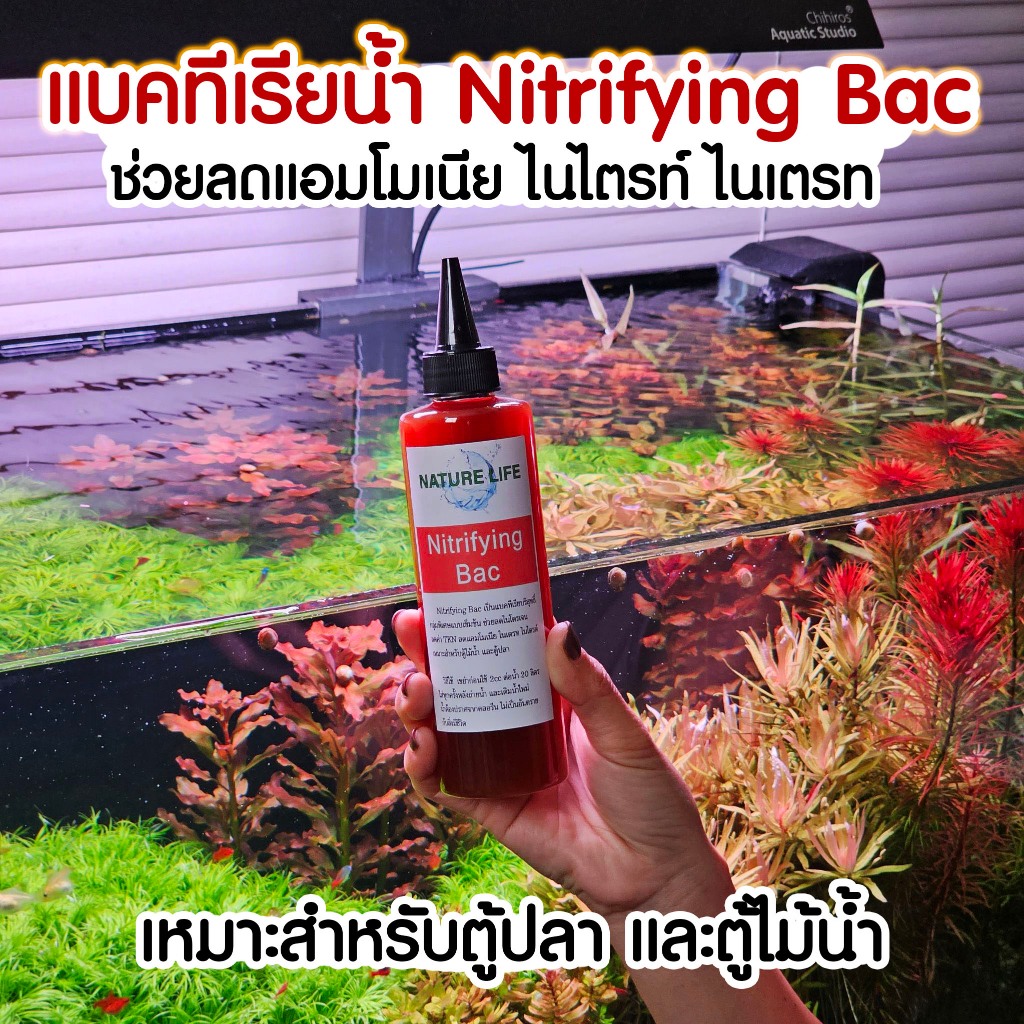 Nitrifying Bac แบคทีเรียน้ำคุณภาพสูง ช่วยลดแอมโมเนีย ไนไตรท์ ไนเตรท สำหรับตู้เลี้ยงปลาและตู้ไม้น้ำ | Marangmod