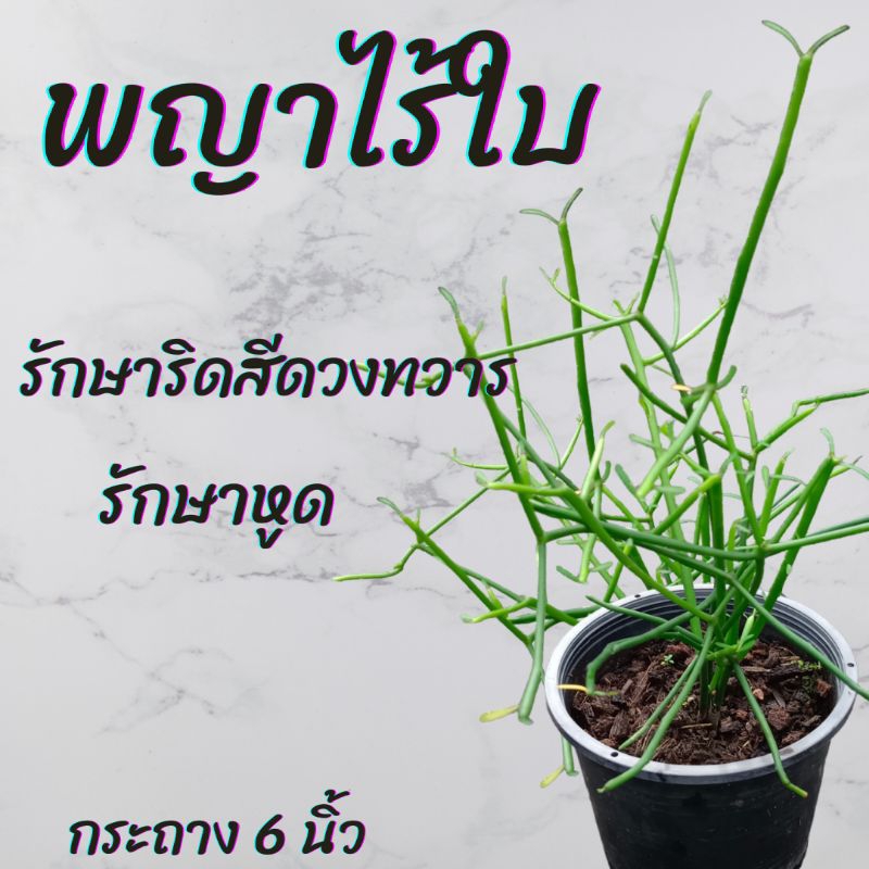 ต้นพญาไร้ใบ กระถาง 6นิ้ว
