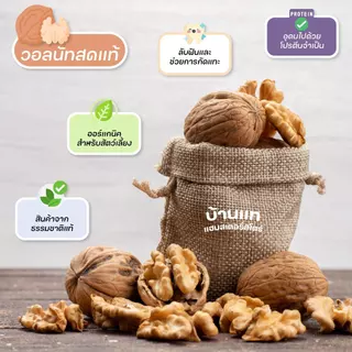 [สินค้าใหม่] วอลนัทสด ขนมสำหรับสัตว์เล็กและสัตว์ฟันแทะทุกชนิด แทะได้ ทานได้ เป็นแหล่งโปรตีน ลับฟันได้
