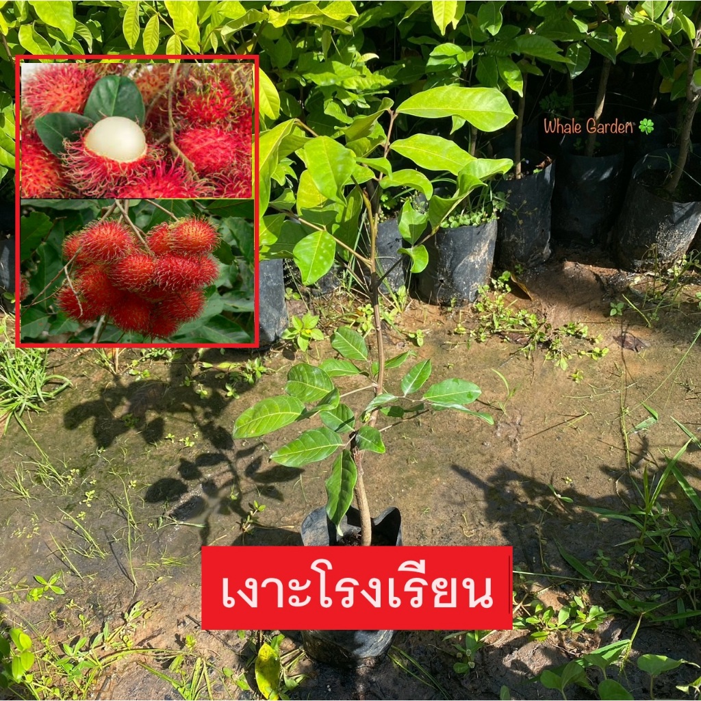 ต้นเงาะ เงาะโรงเรียน (Rambutan) กิ่งติดตา ขายราคาถูก ให้ผลเร็ว ต้นเตี้ย ผลดก (รับประกัน ส่งใหม่ฟรี หากสินค้าเเสียหาย!!)