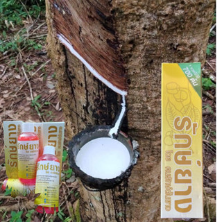 ฮอร์โมน รักยาง ช่วยเพิ่มการผลิตน้ำยาง  ป้องกันและรักษาเชื้อร…