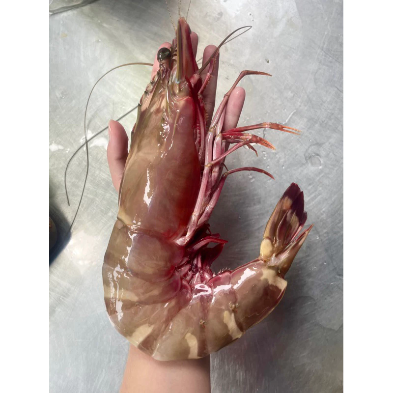 กุ้งลายเสือ จัมโบ้ ถูกที่สุด ยอดขายกว่า 2500โล สดไม่ฟรีซจากเรือโดยตรง รีวิวเพียบ ไม่ผิดหวังแน่นอน