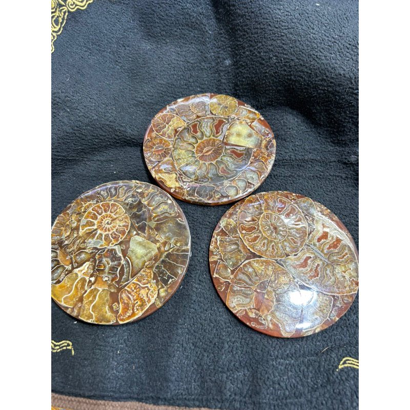 ✨ฟอสซิลหอย 1ชิ้น แอมโมไนท์ แอมโมไนต์ ฟอสซิล(Ammonite)