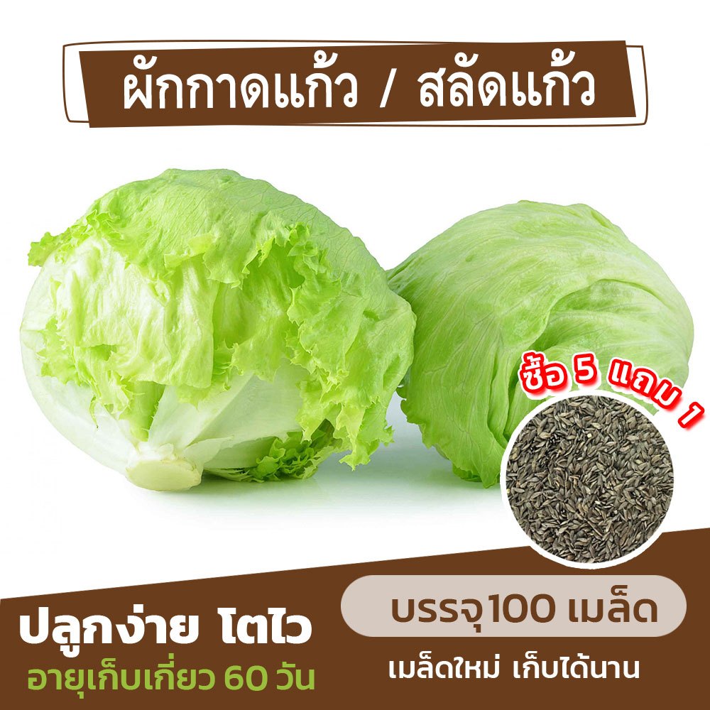 เมล็ดพันธุ์ ผักกาดแก้ว สลัดแก้ว  แบ่งขาย 100 เมล็ด (ซื้อ 5 แถม 1)✨ คละชนิดได้