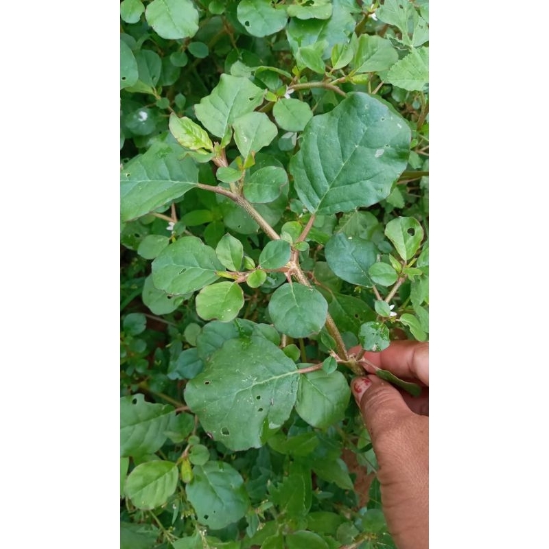 ผักเบี้ยหิน ผักโขมหิน ทั้งต้นสด1กิโลกรัม100บาท