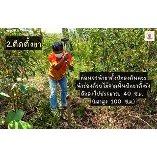 ขาตั้งกล่องรังผึ้งพร้อมกรวย(ใช้วางกล่องรังผึ้ง) - รูปที่ 4