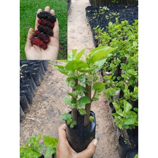 ต้นหม่อนเบอรี่ หม่อนดำตุรกี(ชำกิ่ง)ซื้อ 1 แถม 1 ติดผลทุกต้น