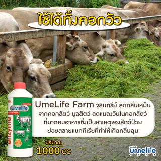 อูเมะไลฟ์ ปศุสัตว์ 1000cc จุลินทรีย์คอกสัตว์ น้ำยาดับกลิ่นเหม็นสัตว์ ลดแมลงวันในคอกสัตว์ คอกวัว.