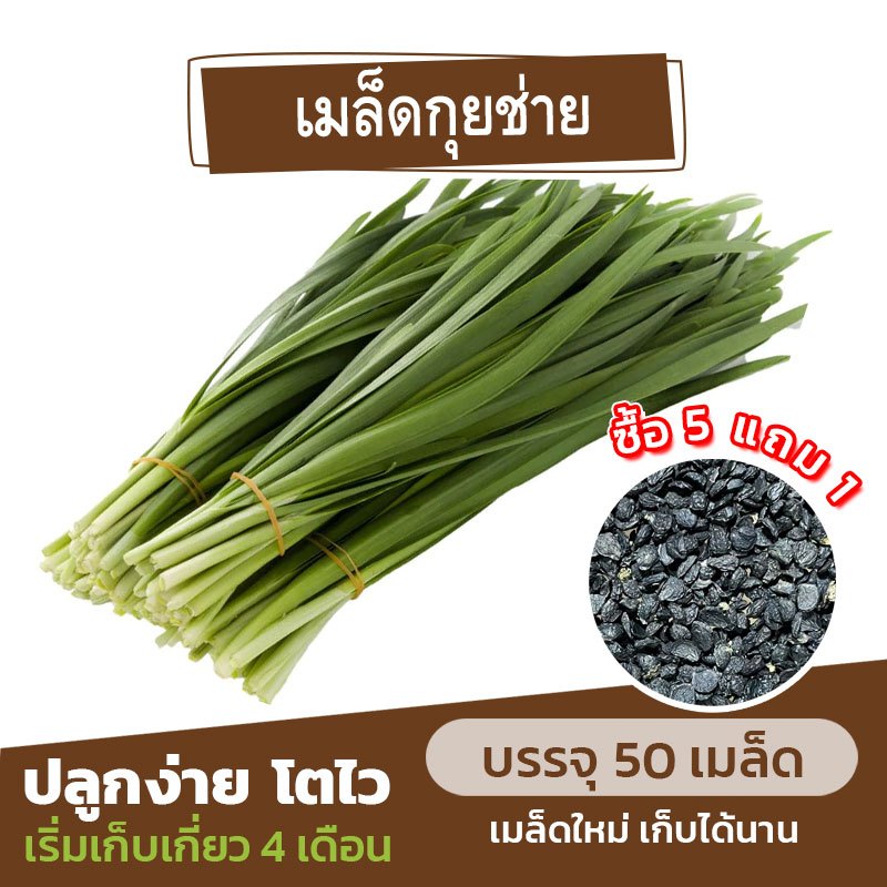 เมล็ดพันธุ์ กุยช่าย แบ่งขาย 50 เมล็ด (ซื้อ 5 แถม 1) คละชนิดได้
