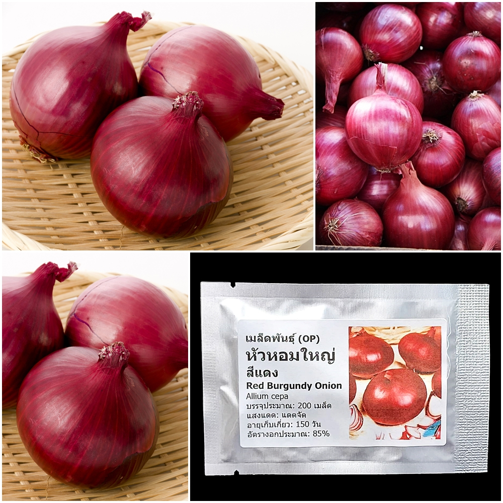 เมล็ดพันธุ์ หัวหอมใหญ่ สีแดง Red Burgundy Onion Seed 200 เมล็ด คุณภาพดี ของแท้ 100%