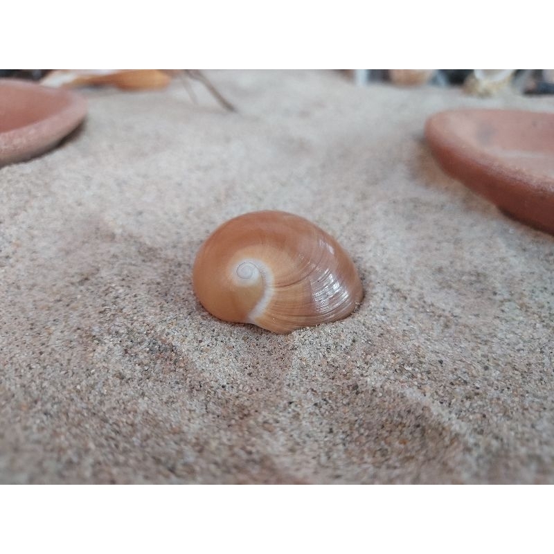 เปลือกหอย Moon Shell จำนวน 1 อัน