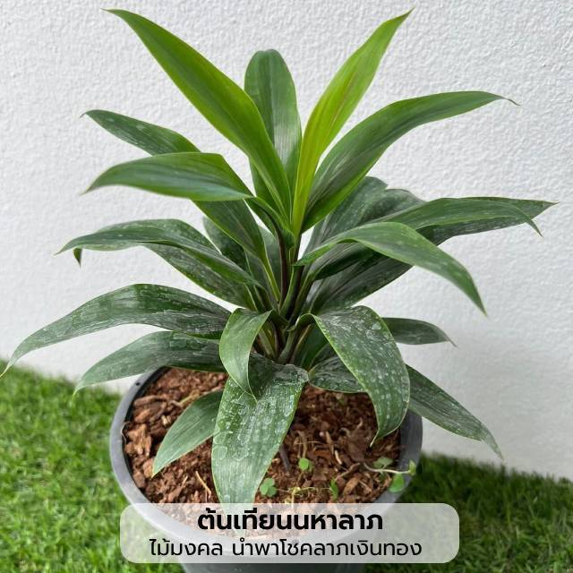 ต้นเทียนมหาลาภ เทียนมหามงคล เทียนนำโชค หมากผู้หมากเมียใบเล็กสีเขียว พร้อมกระถาง 6 นิ้ว