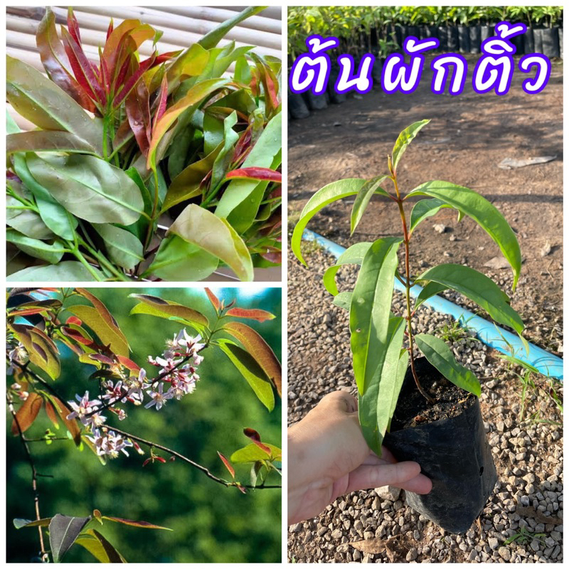 ต้นผักติ้ว เพาพเมล็ด ใบอ่อนยอดอ่อนทานได้ นิยมนำใบมากินเป็นผักแกล้ม รสชาติเปรี้ยวปนฝาด ปลูกง่าย