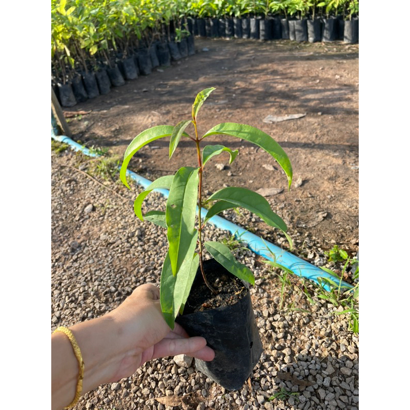 ต้นผักติ้ว เพาพเมล็ด ใบอ่อนยอดอ่อนทานได้ นิยมนำใบมากินเป็นผักแกล้ม รสชาติเปรี้ยวปนฝาด ปลูกง่าย - รูปที่ 5