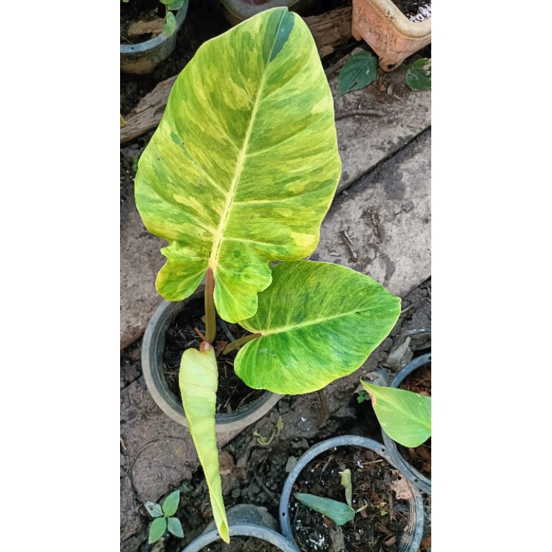 Philodendron jungle fever variegated