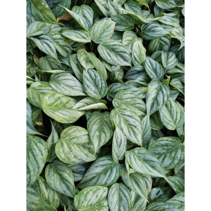 Philodendron Sodiroi ฟิโลเดรนดอน โซดิรอย silver leaf