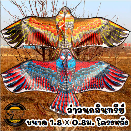 🦅(พร้อมส่ง) ว่าว นกอินทรีย์ โครงหน้า ขนาดใหญ่ 190 cm   3 สีใหม่N วิ่งว่าวติดลมบนดี แถมเชือก100 เมตร