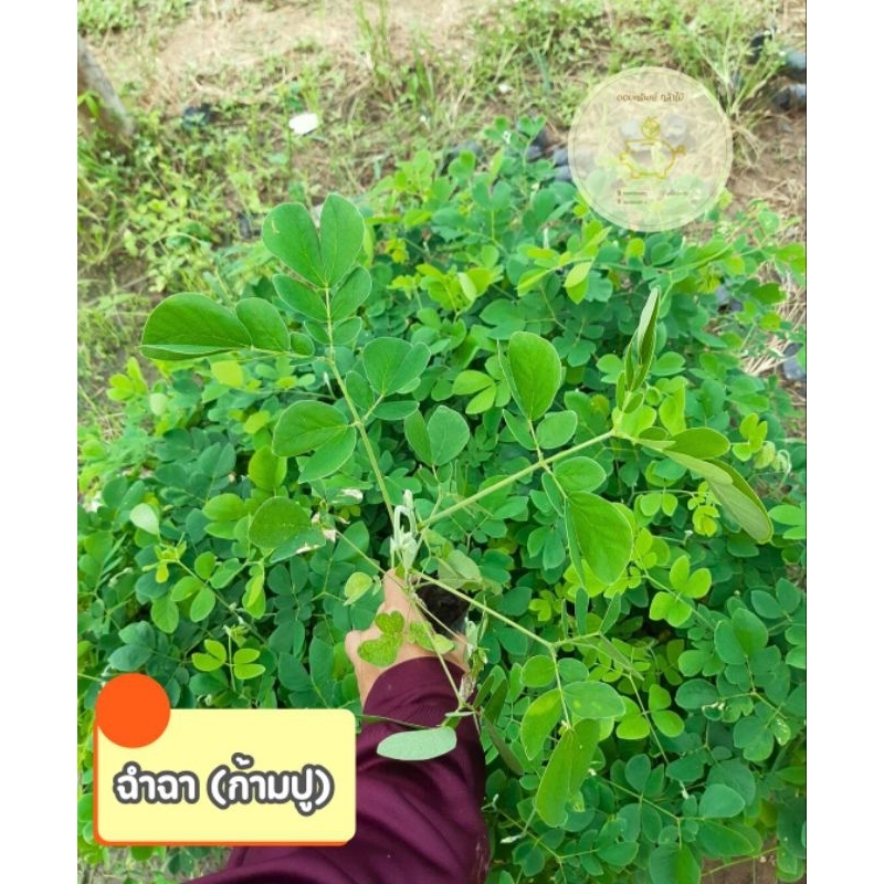 ต้นฉำฉา ต้นก้ามปู จามจุรีย์ ลำต้นเเข็งเเรง ราคาถูก ❗️สินค้าเสียหายเครมฟรีไม่มีค่าใช้จ่ายเพิ่ม❗️
