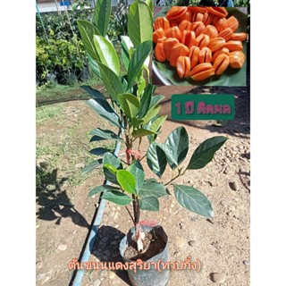 ต้นขนุนแดงสุริยา(ทาบกิ่ง) สูง 50-70 ซม. ต้นเตี้ย 1-2 ปีได้ทา…