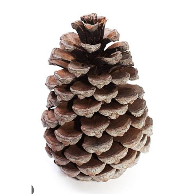Pinecone ลูกสน size  จัมโบ้ใช้ตกแต่งต้นคริสมาส