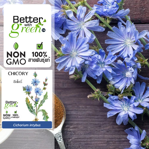 เมล็ดพันธุ์ ชิคโครี่ 50 เมล็ด (CHICORY) นำเข้า การันตีสายพันธุ์