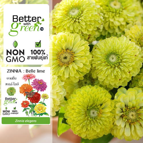 เมล็ดพันธุ์ บานชื่น เบลล์ ไลม์ 50 เมล็ด (ZINNIA : Belle lime) นำเข้า การันตีสายพันธุ์