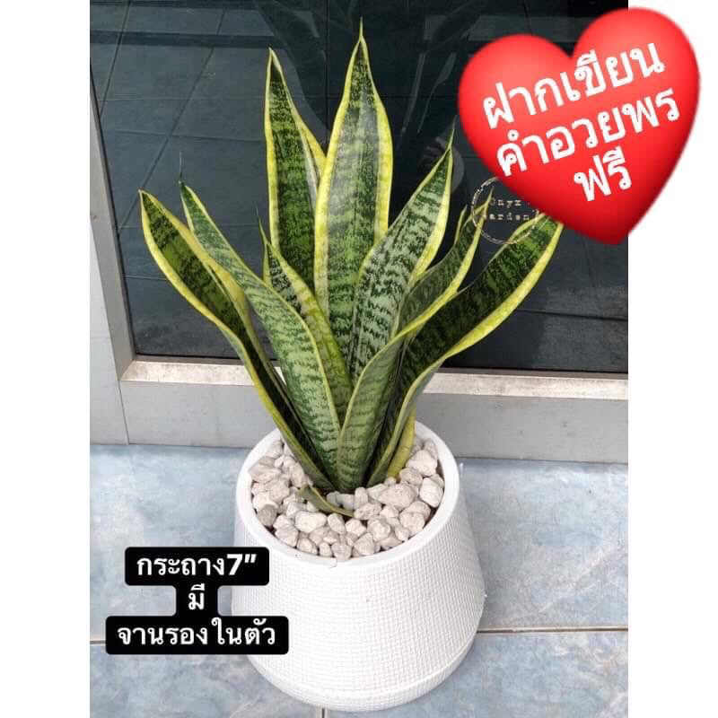 ต้นลิ้นมังกรแคระกระถาง6”นิ้วพร้อมจานรองไม้มงคลไม้ฟอกอากาศ