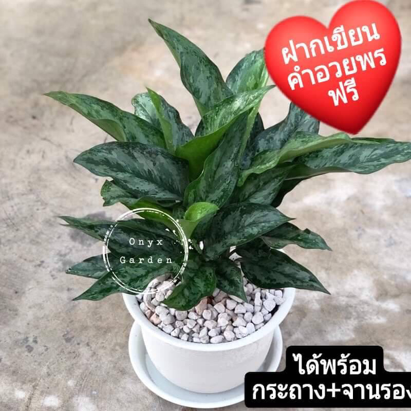 เขียวมื่นปีเศรษฐีพันล้านchineseevergreen