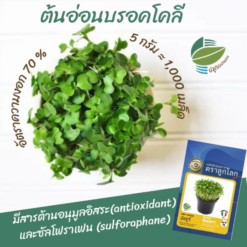 🇮🇹เมล็ดพันธุ์ ต้นอ่อน บรอคโคลี (Broccoli Sprout) 5กรัม นำเข้าจากอิตาลี  🇮🇹