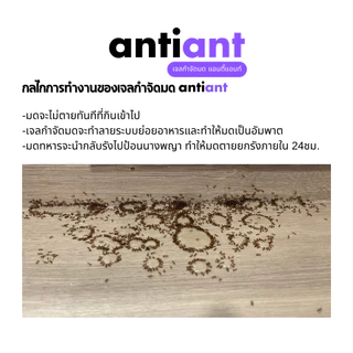 (แพค3หลอด) เจลกำจัดมด antiant แอนติแอนท์ เหยื่อกำจัดมด เจลล่อมด หยดเดียวตายยกรัง