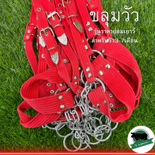 ขลุมวัว ขลุมจูงวัว รุ่นราคาย่อมเยาว์ เม่าวัว สายจูงวัว